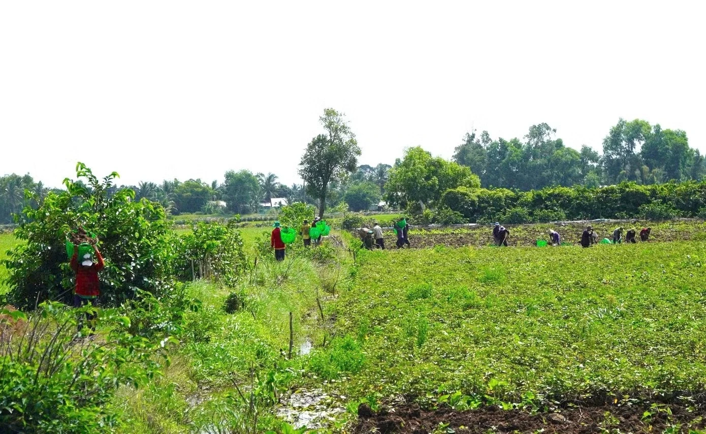 Gi&aacute; khoai lang ảnh 5