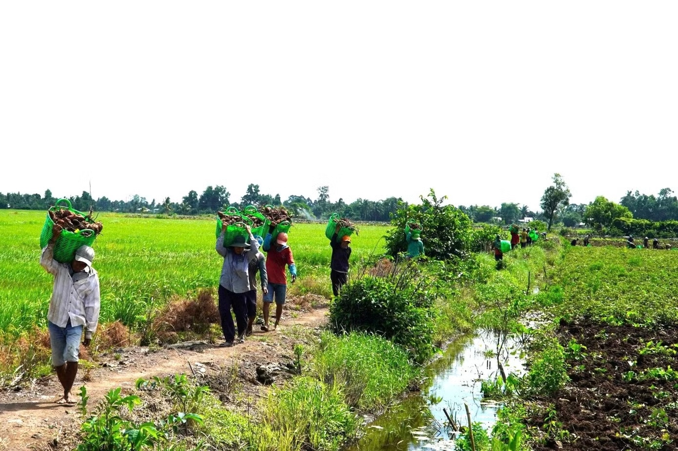Gi&aacute; khoai lang ảnh 6