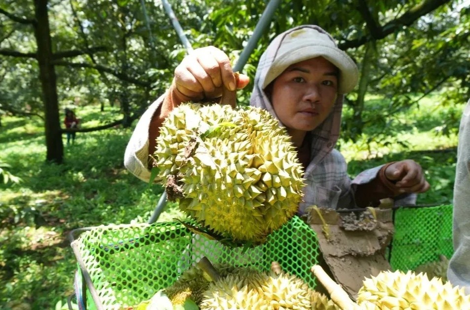 Tin vui với người trồng sầu riêng Việt Nam