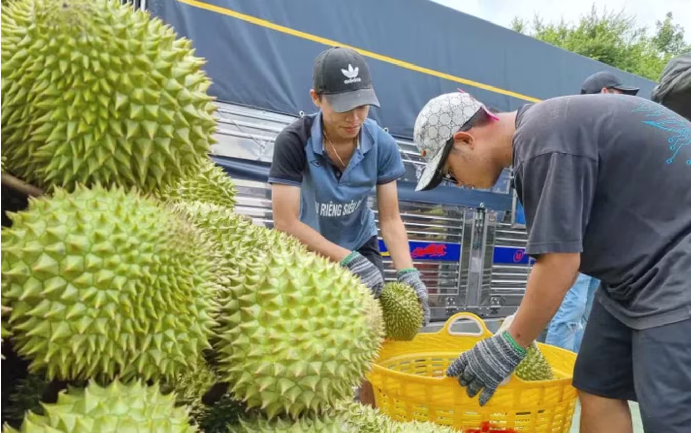 Quy định mới về cấp mã số vùng trồng sầu riêng