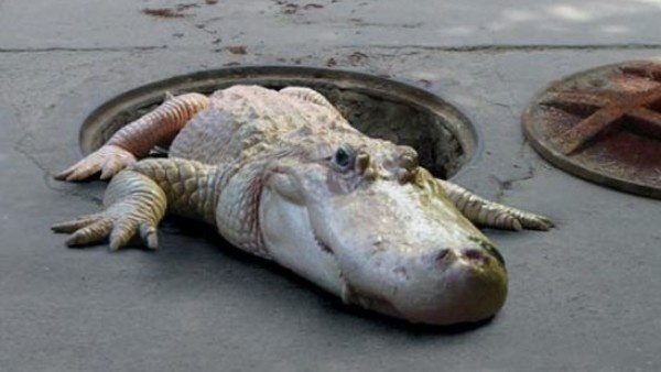 phim kinh di 2019 anh 8