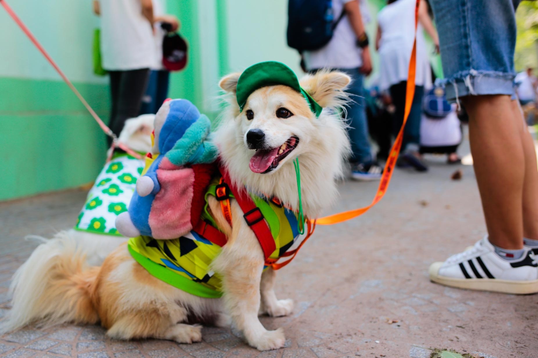 chu nuoi cho o chung cu TPHCM anh 2