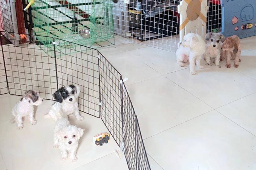 chu nuoi cho o chung cu TPHCM anh 3