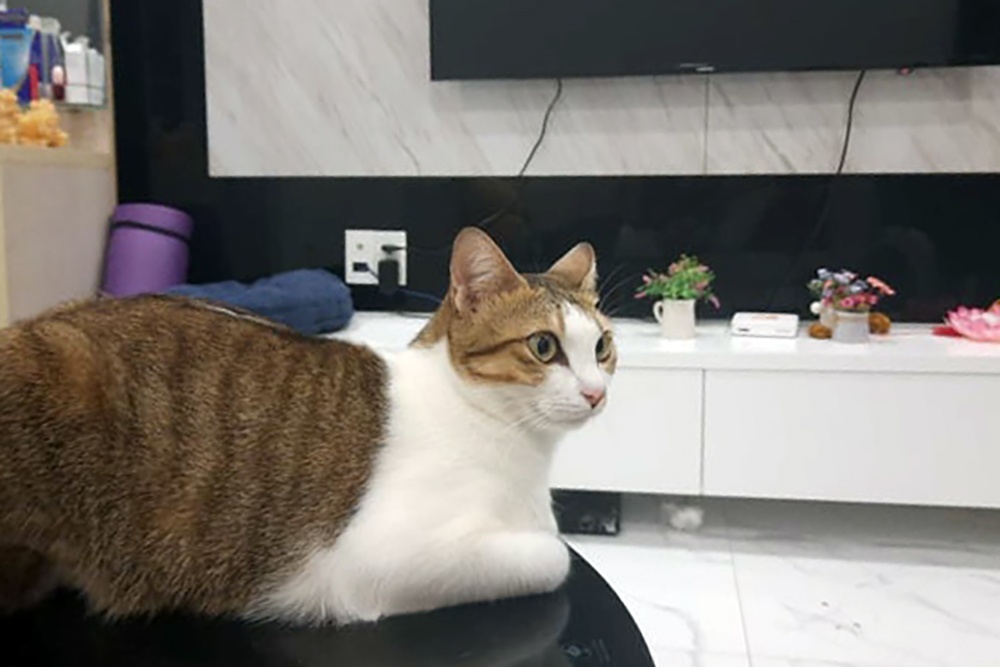 nuoi meo o chung cu thoi gian cach anh 1