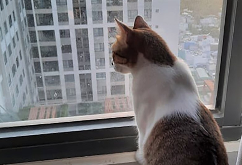 Chu nuoi tim cach cho meo thich nghi khi TP.HCM siet gian cach hinh anh