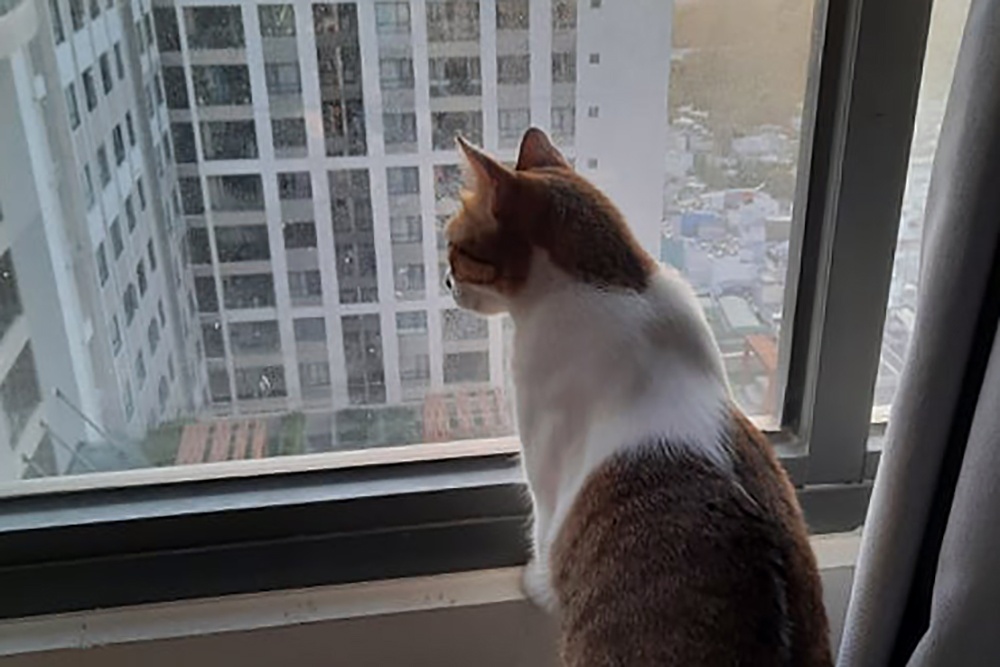 nuoi meo o chung cu thoi gian cach anh 2