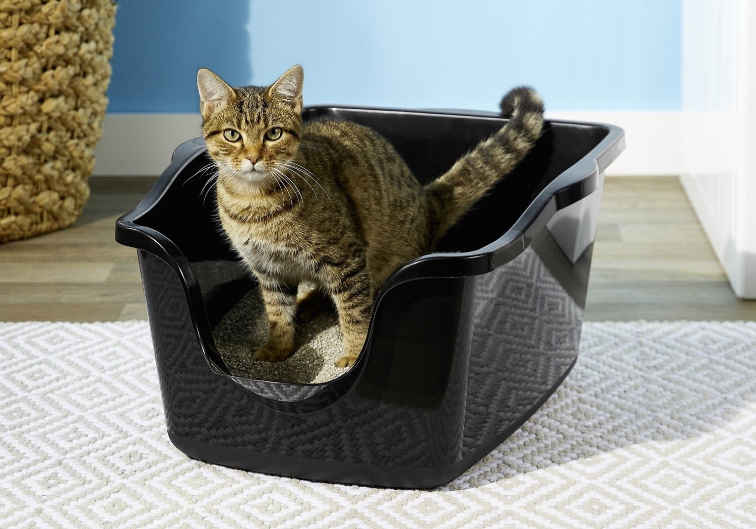 nuoi meo o chung cu thoi gian cach anh 4