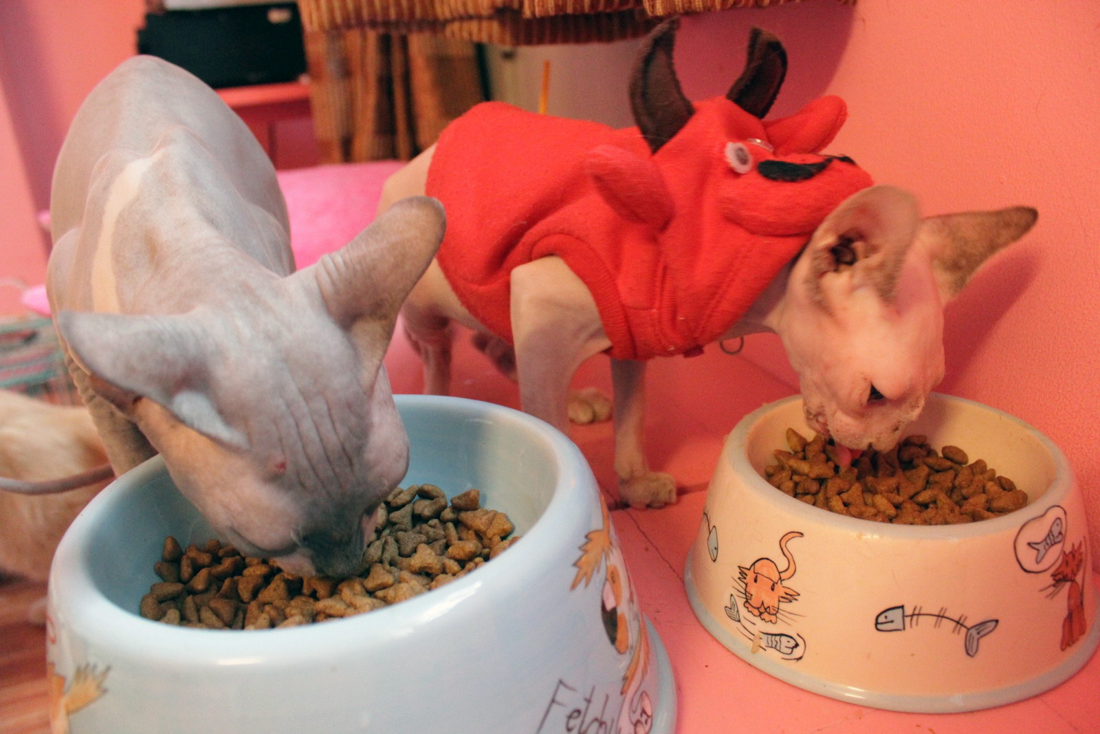 nuoi meo o chung cu thoi gian cach anh 3