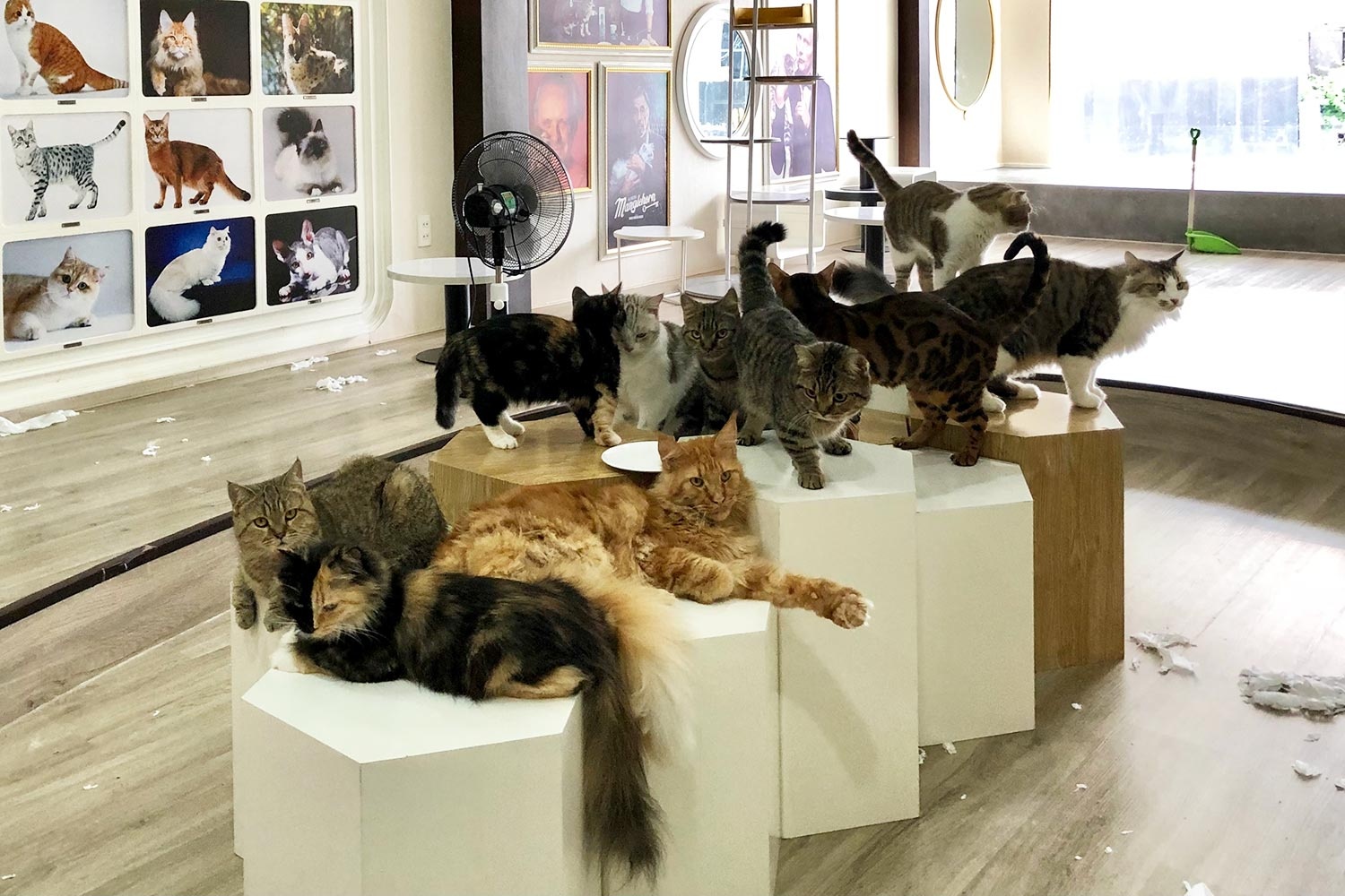 quan ca phe thu cung TP.HCM anh 2