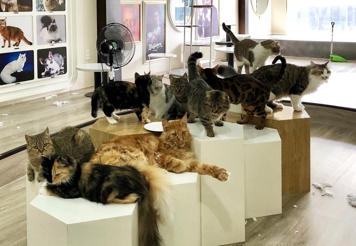 Quan ca phe cho meo o TP.HCM: Van nuoi thu du ngung kinh doanh hinh anh