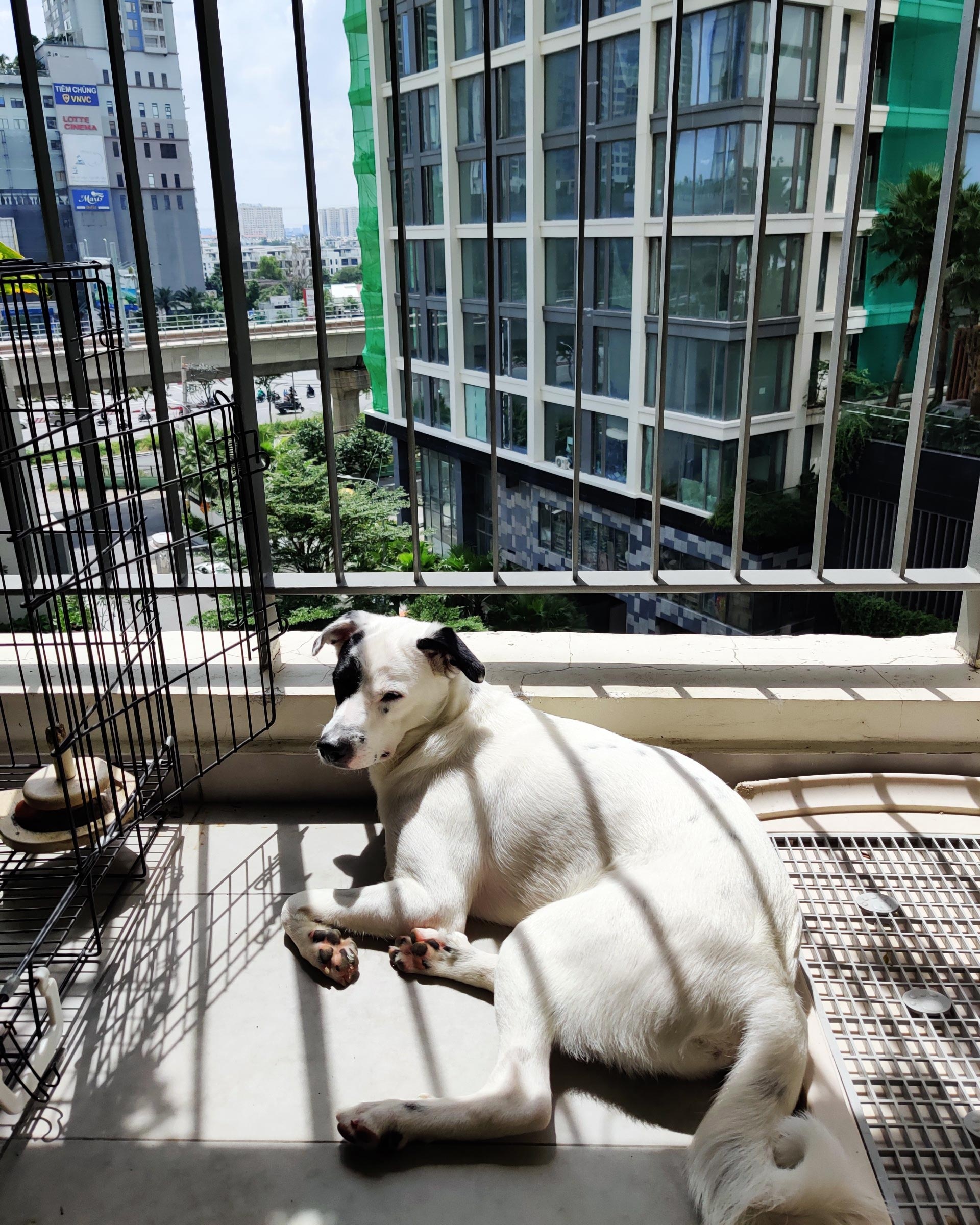 nuoi thu cung trong chung cu anh 1