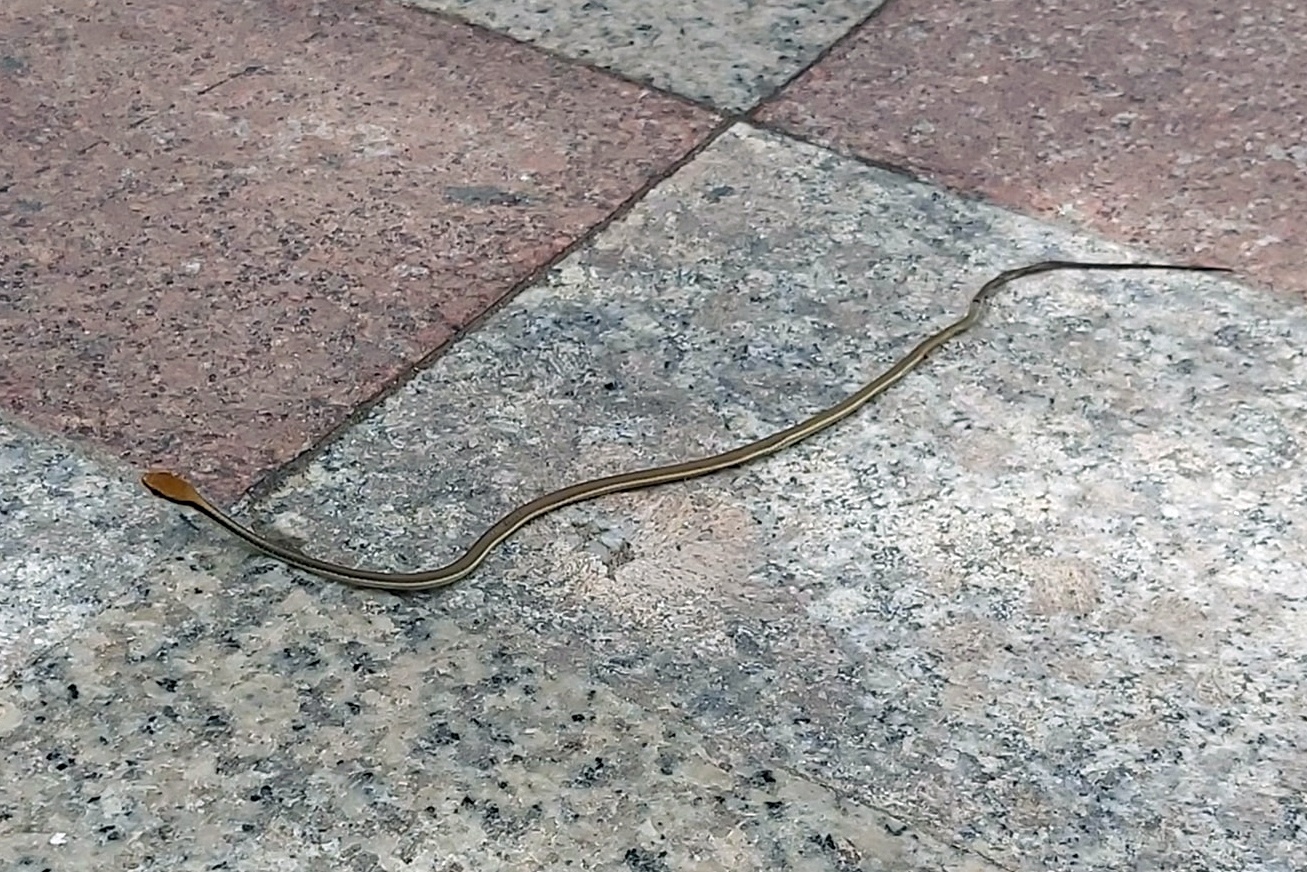 Ran xuat hien o hai chung cu TP.HCM hinh anh