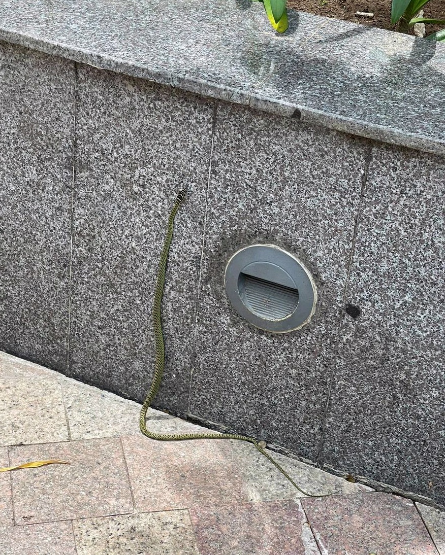 ran xuat hien o chung cu anh 3