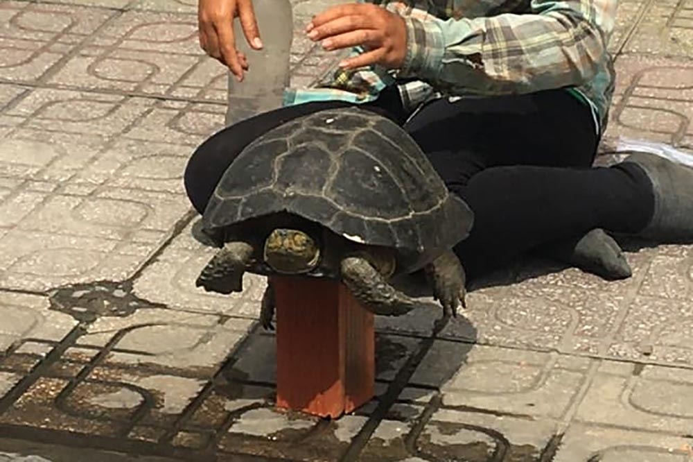 Con rua tren via he TP.HCM trong mat anh Tay hinh anh