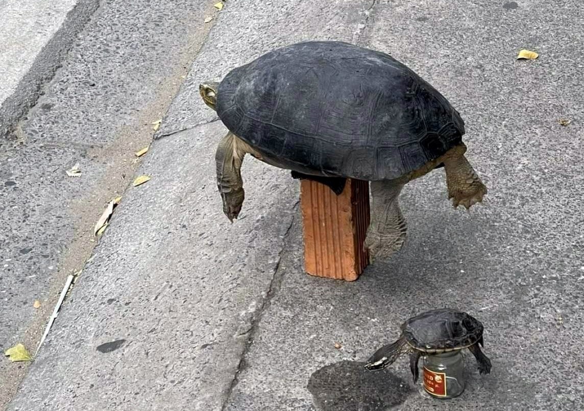 Nguoi nuoc ngoai giai cuu rua ban trai phep o TP.HCM hinh anh