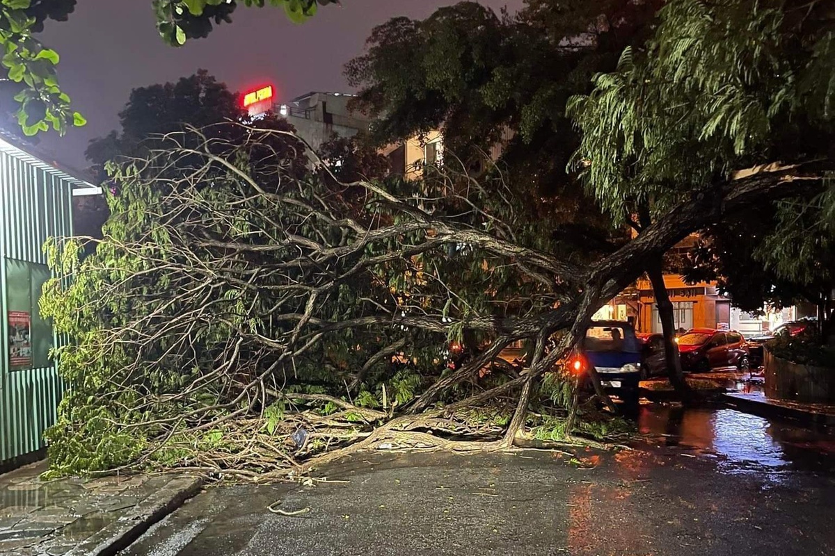 Cay xanh nga do hang loat do mua lon, So Xay dung TP.HCM noi gi? hinh anh