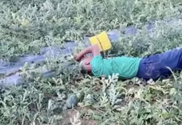 Cu ong gao khoc, nam vat va ben ruong dua bi pha hoai hinh anh