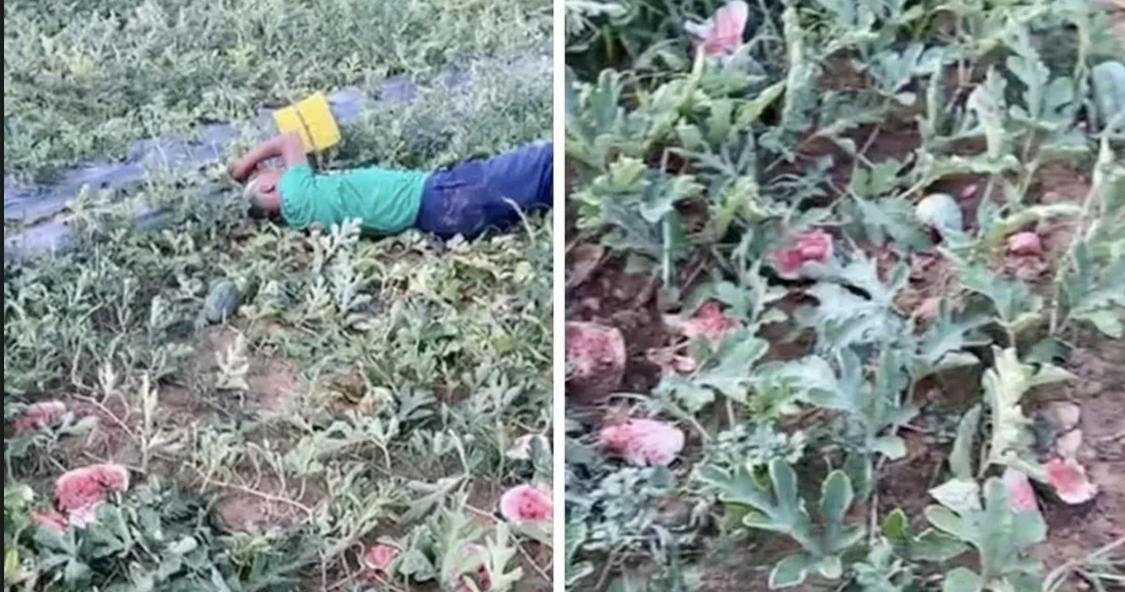 Cu ong gao khoc,  nam vat va ben ruong dua bi pha hoai anh 1