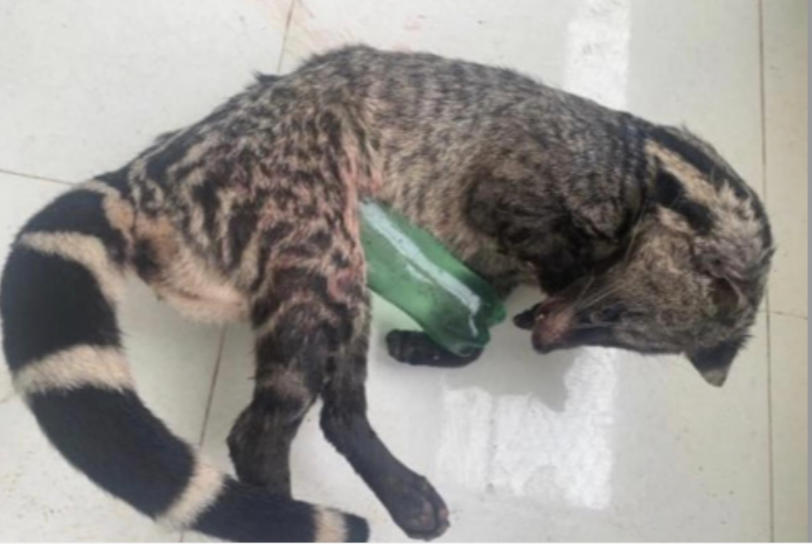 Phat hien nhieu dong vat hoang da trong nha dan o Kon Tum hinh anh