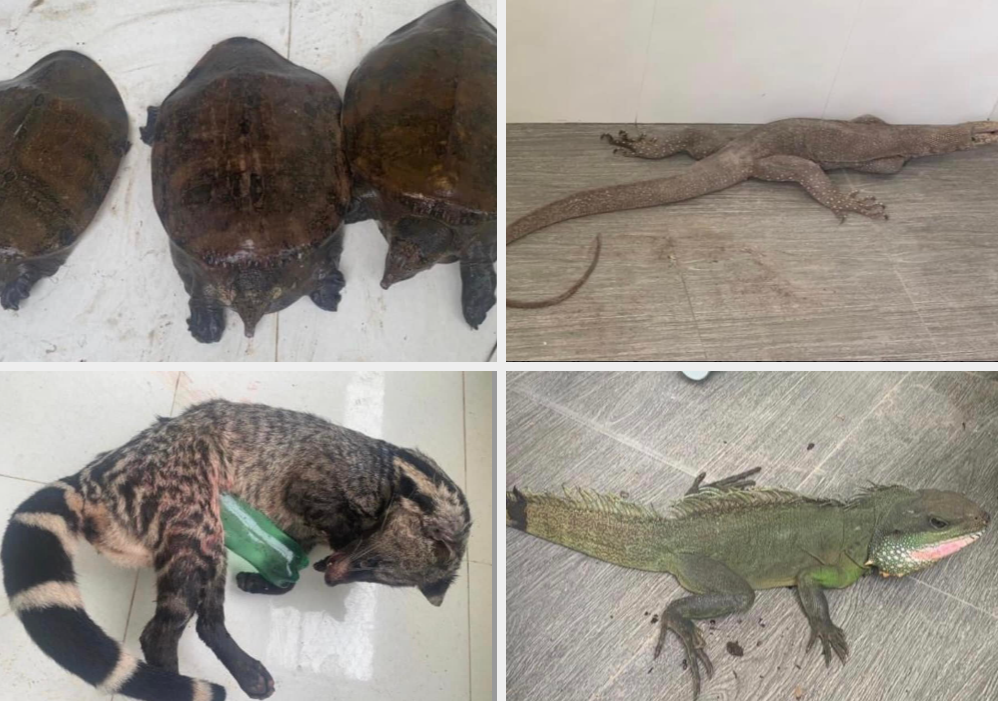 Phat hien nhieu dong vat hoang da trong nha dan anh 2