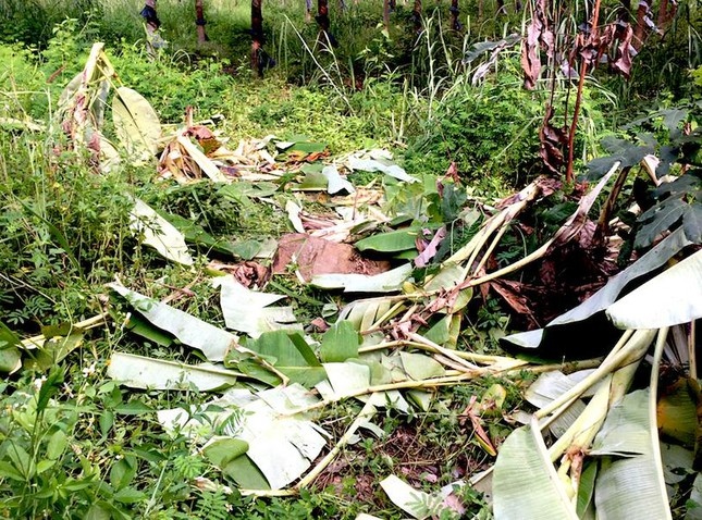 dan voi rung o Gia Lai anh 1