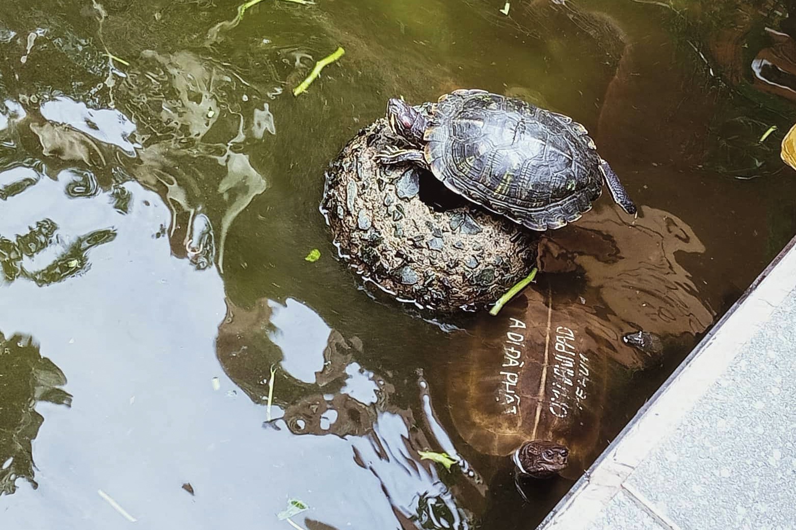 Rua phong sinh o cac chua TP.HCM duoc tra ve thien nhien hinh anh