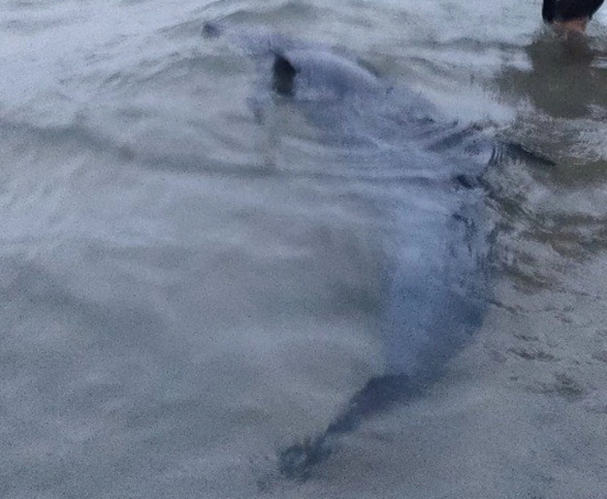 Ca heo 100 kg dat vao vinh Dung Quat hinh anh