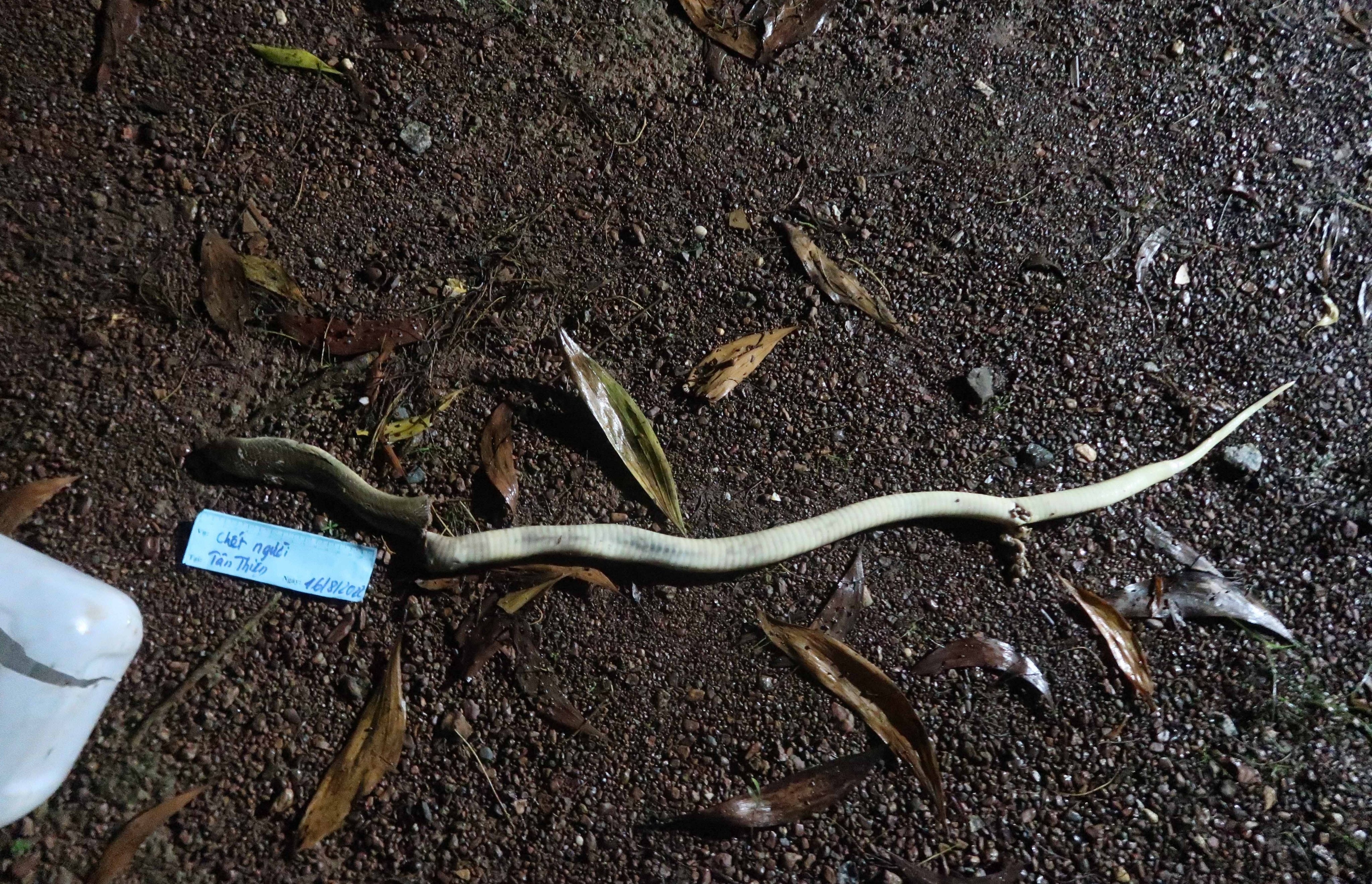 ran doc can chet nguoi anh 1