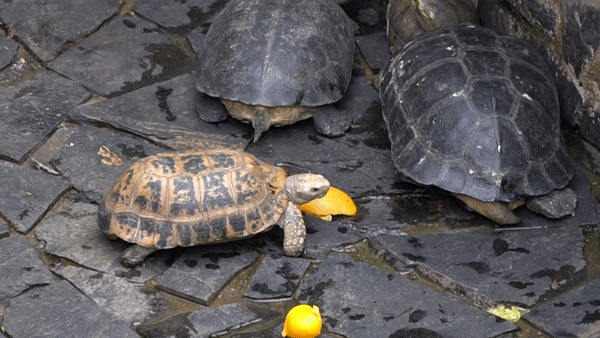 62 con rua quy hiem o chua Ngoc Hoang hinh anh