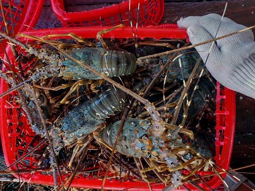 Nhon nhip mua ban tom hum, bao ngu, cua hoang de tren cho mang hinh anh