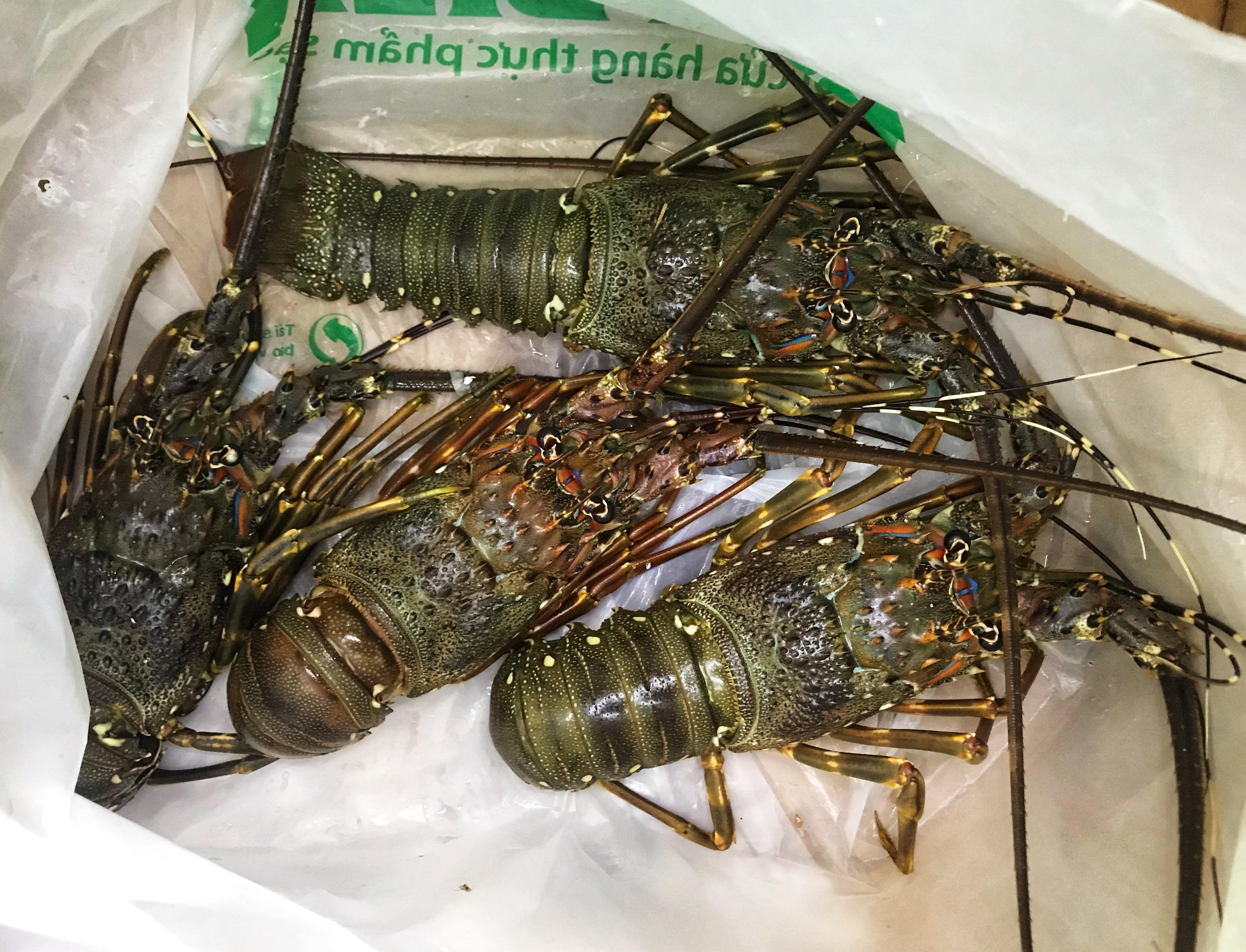 Tom hum,  bao ngu,  cua hoang de dat khach anh 1