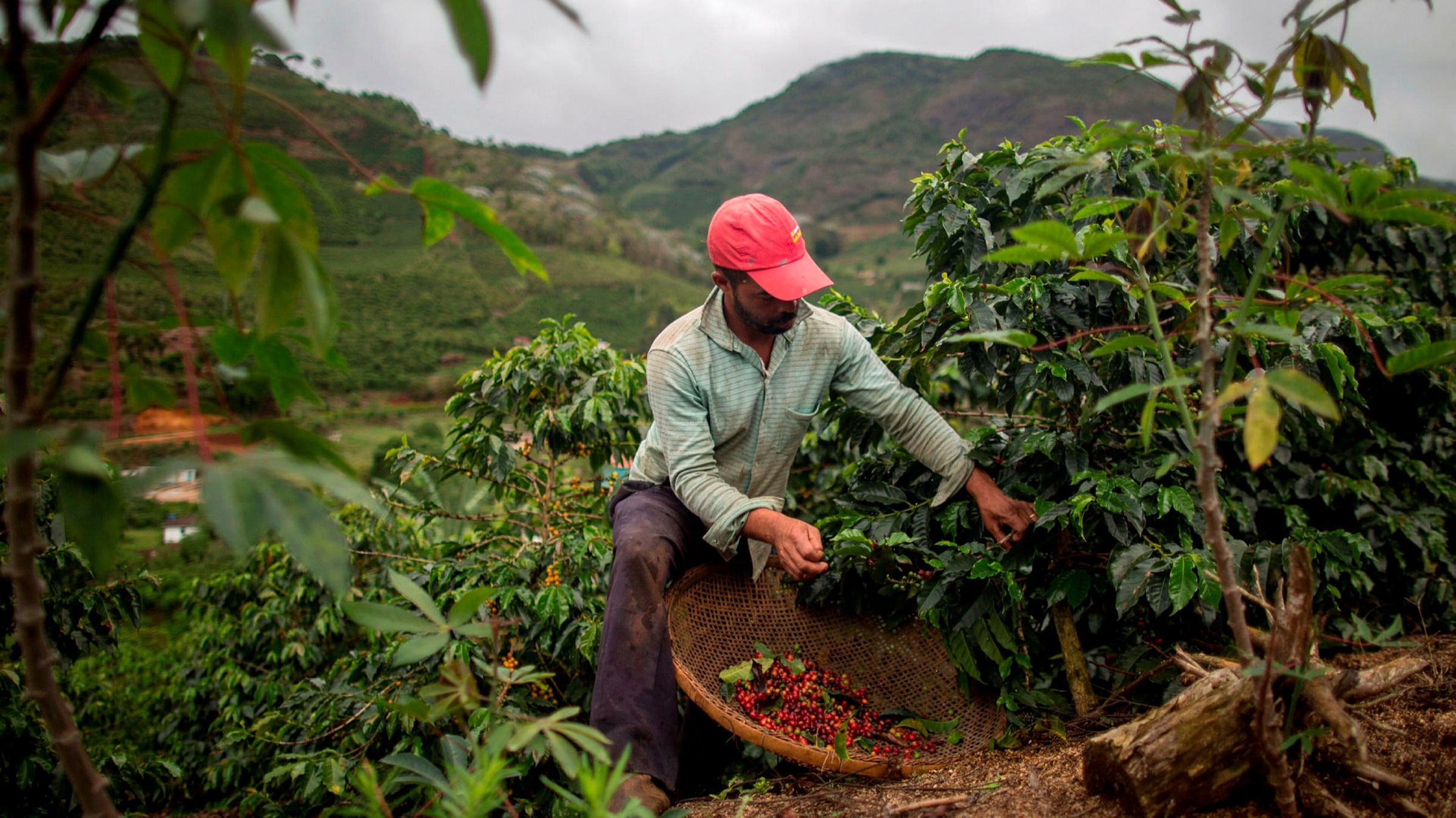 Gia ca phe toan cau tang cao nhat trong 4 nam hinh anh