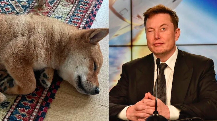 Loai tien ma hoa tang gia gan 10 lan khi Elon Musk dang anh cun cung hinh anh