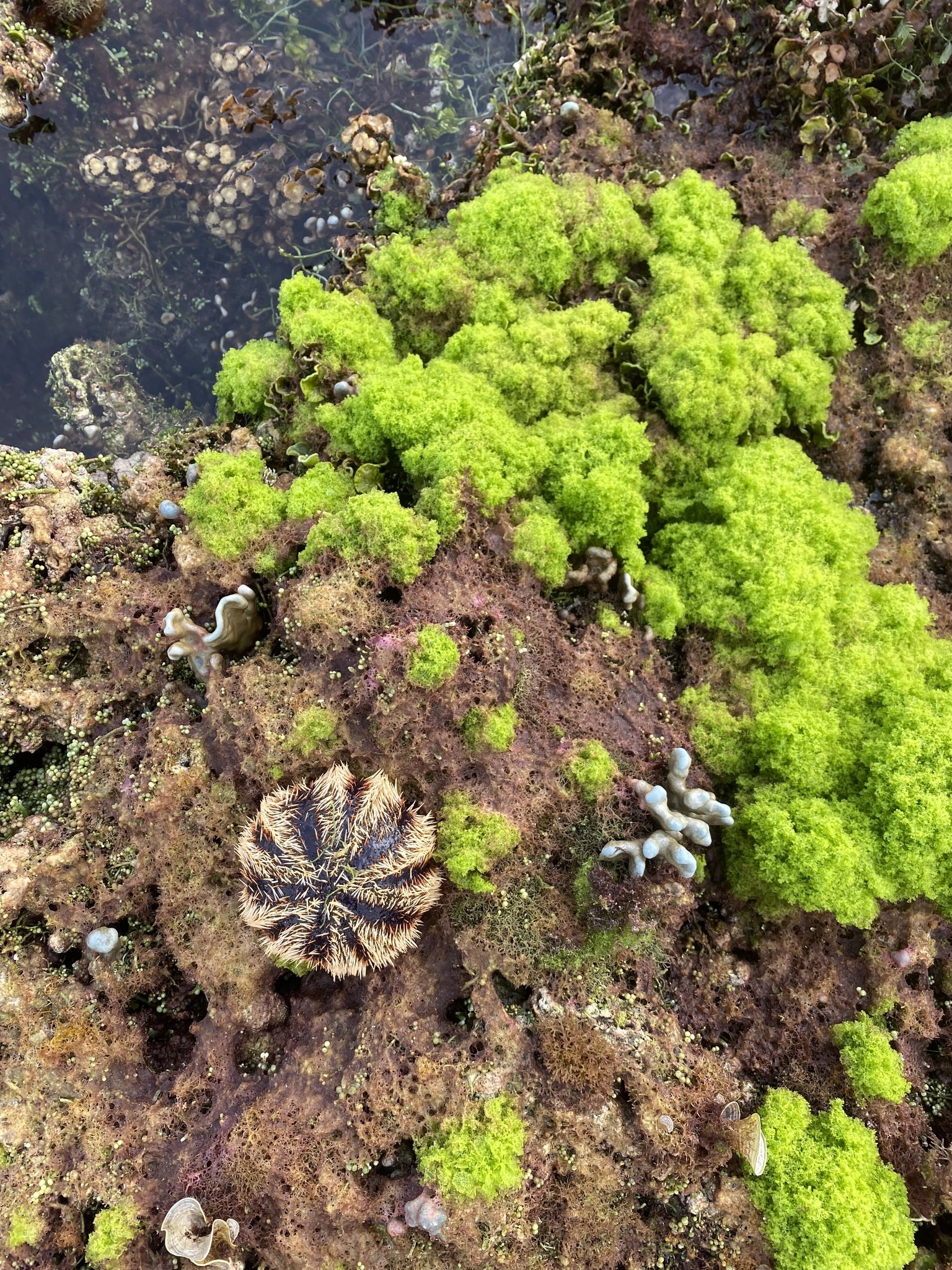 Du lich chua lanh anh 5