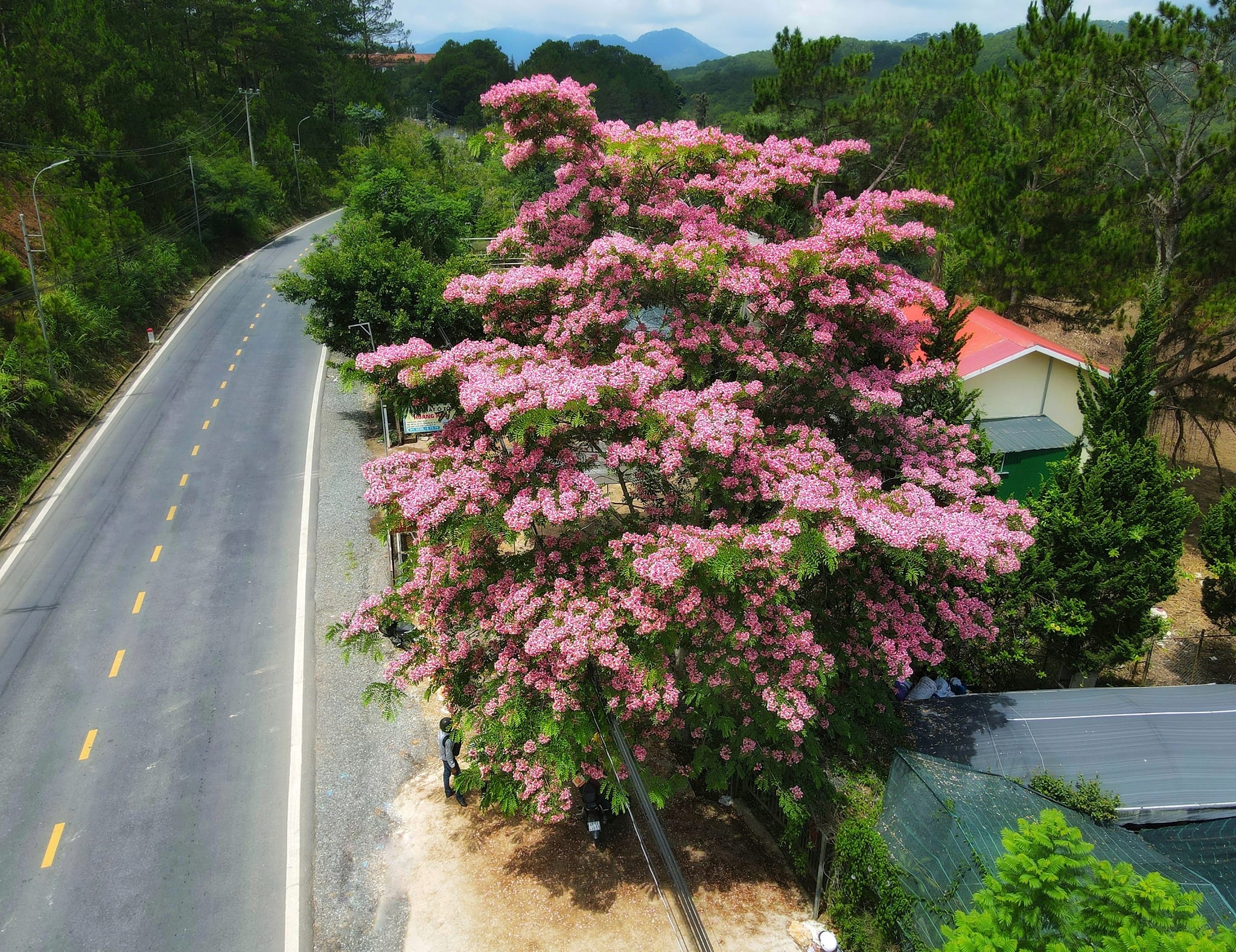 3 dia diem ngam hoa dao ngay he hinh anh