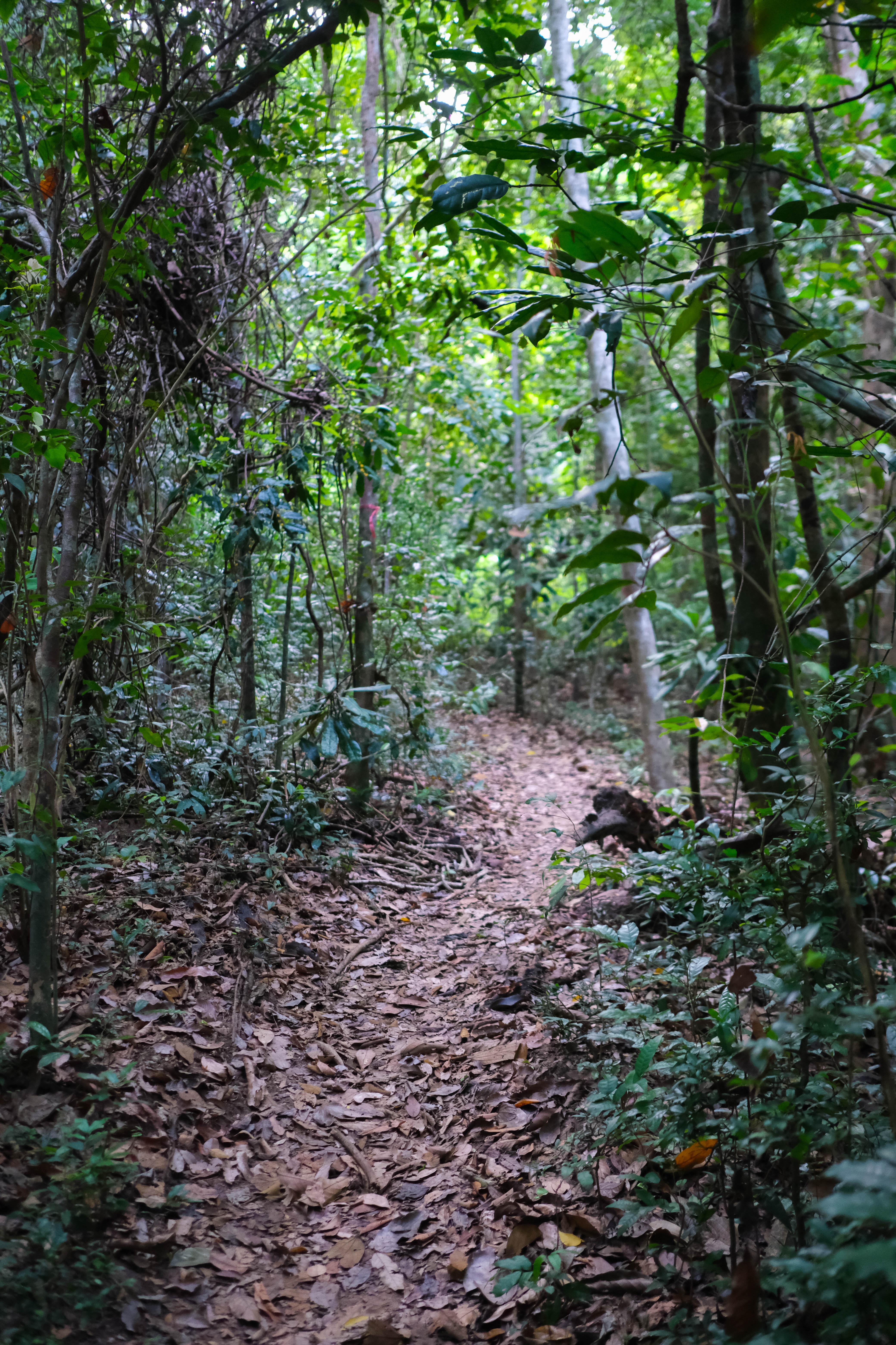 đỉnh Tầm Bồ ảnh 3 dinh Tam Bo anh 3