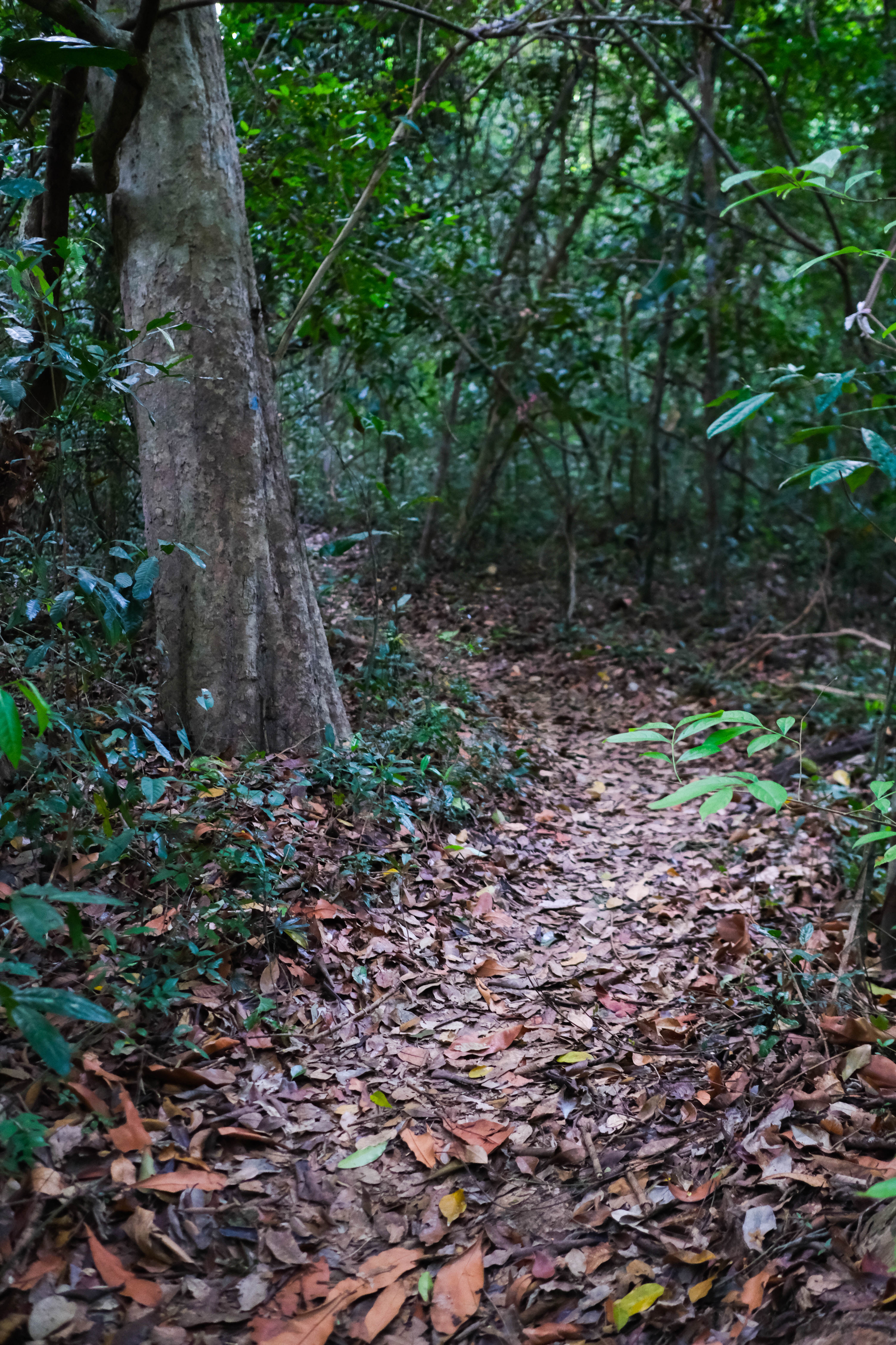 đỉnh Tầm Bồ ảnh 6 dinh Tam Bo anh 6