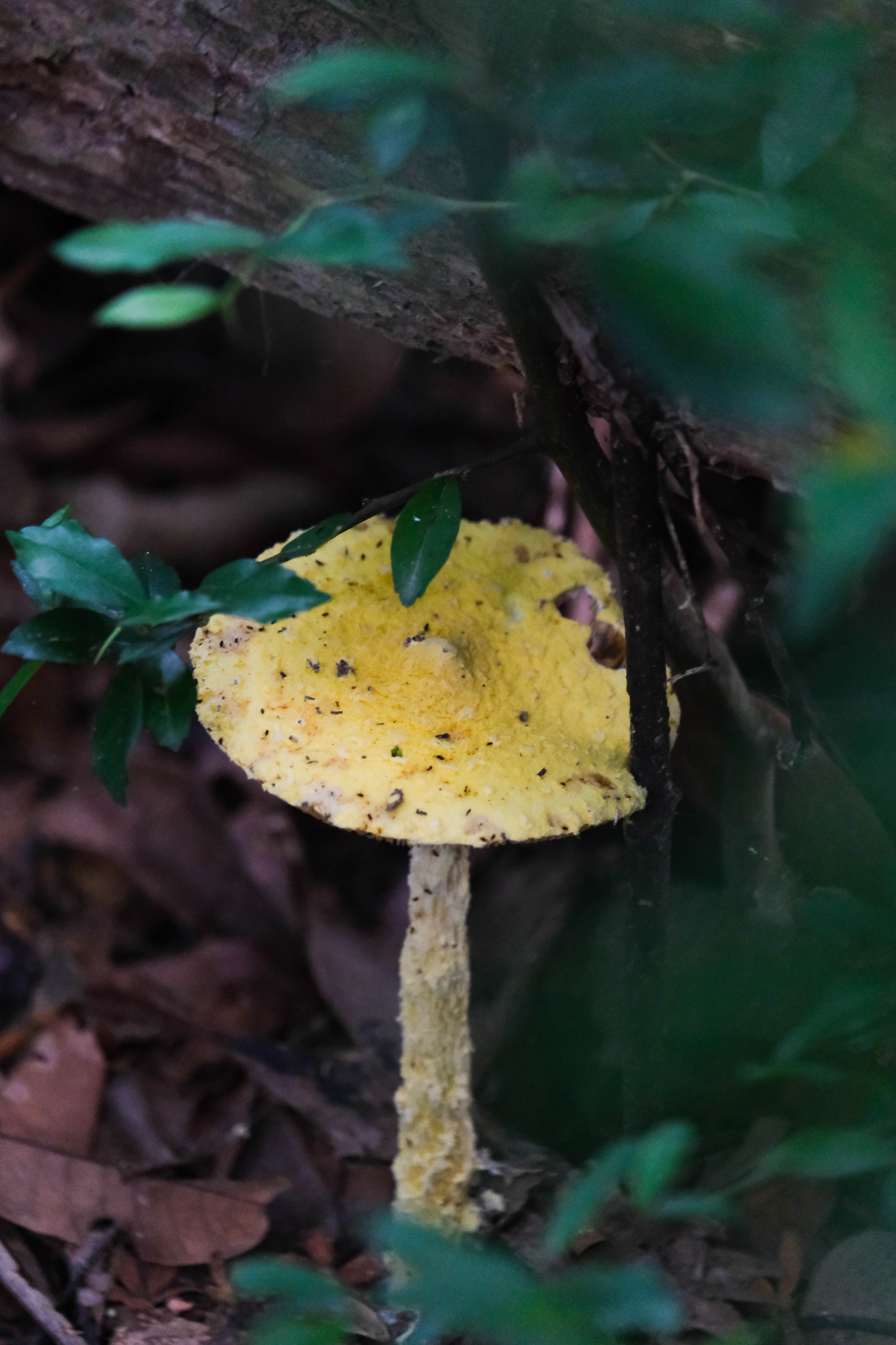 đỉnh Tầm Bồ ảnh 9 dinh Tam Bo anh 9