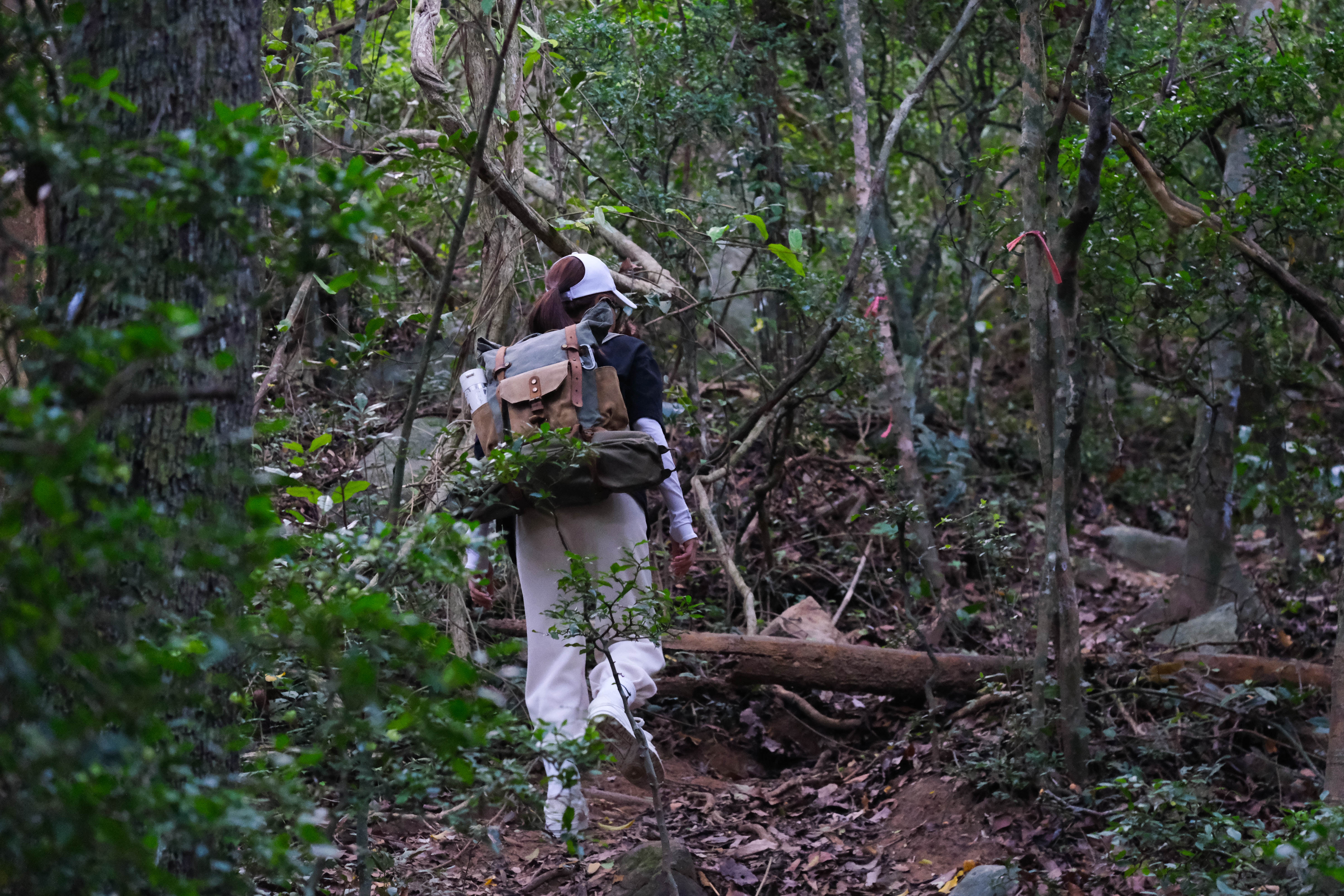 đỉnh Tầm Bồ ảnh 5 dinh Tam Bo anh 5