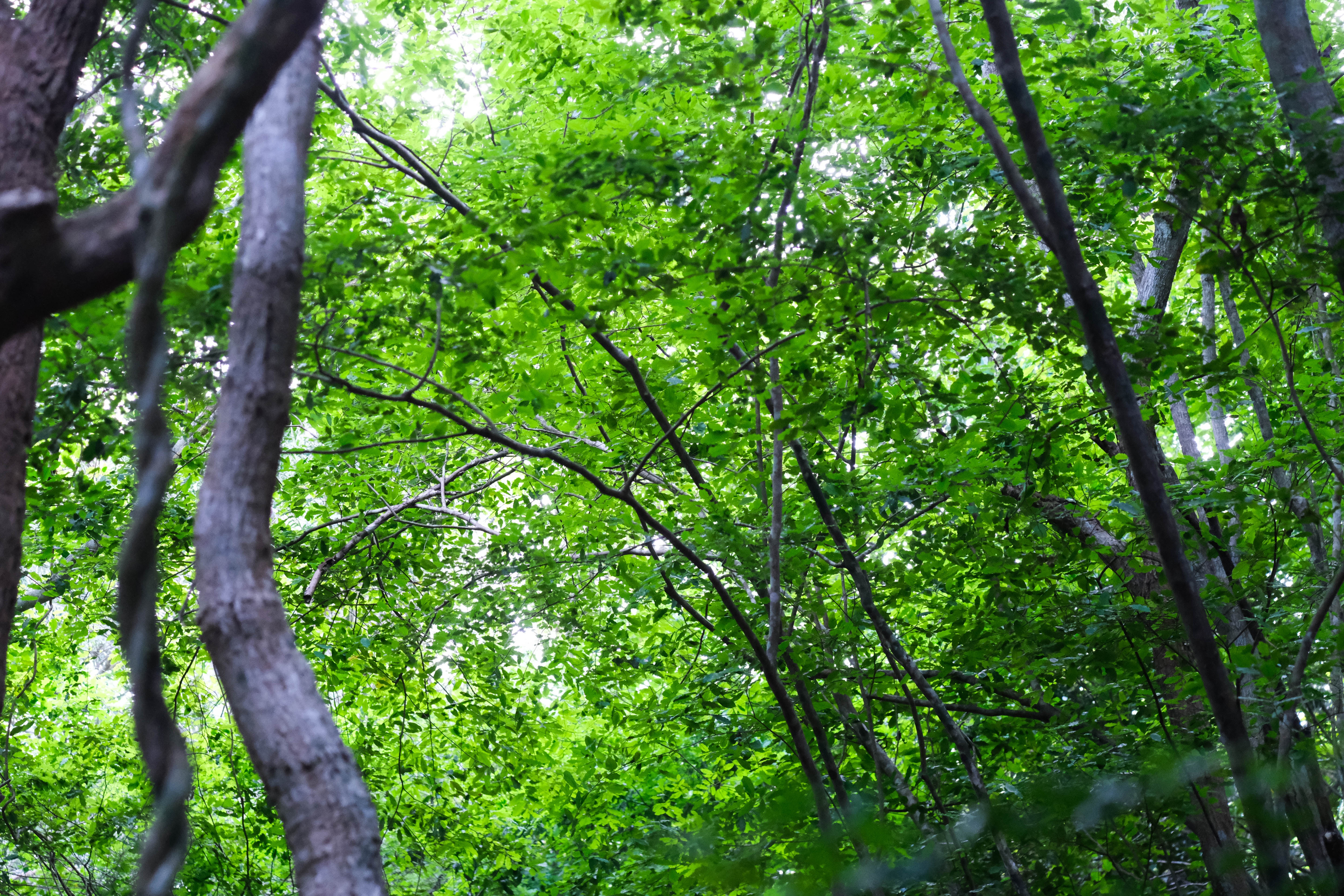 đỉnh Tầm Bồ ảnh 7 dinh Tam Bo anh 7