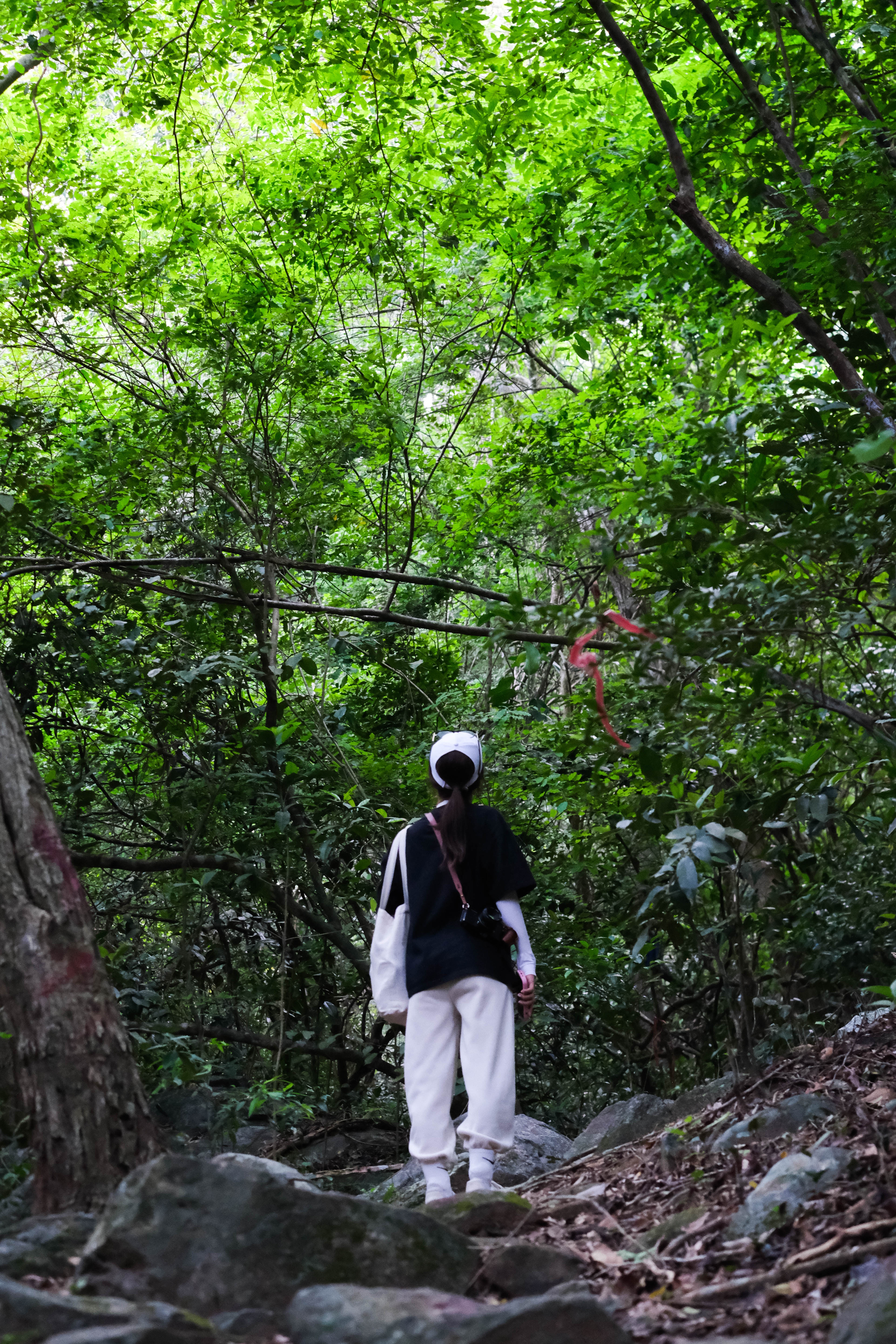 đỉnh Tầm Bồ ảnh 8 dinh Tam Bo anh 8