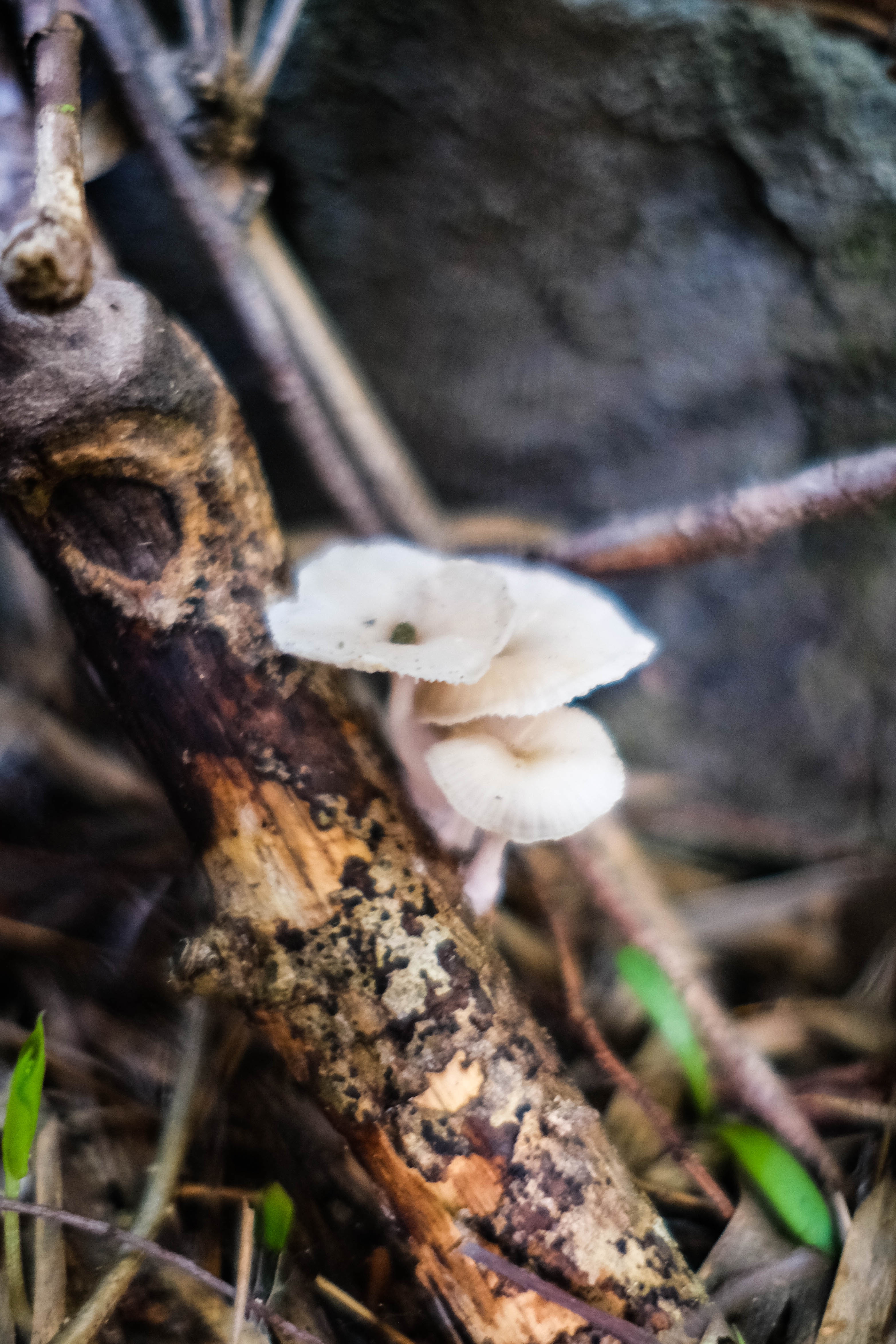 đỉnh Tầm Bồ ảnh 10 dinh Tam Bo anh 10