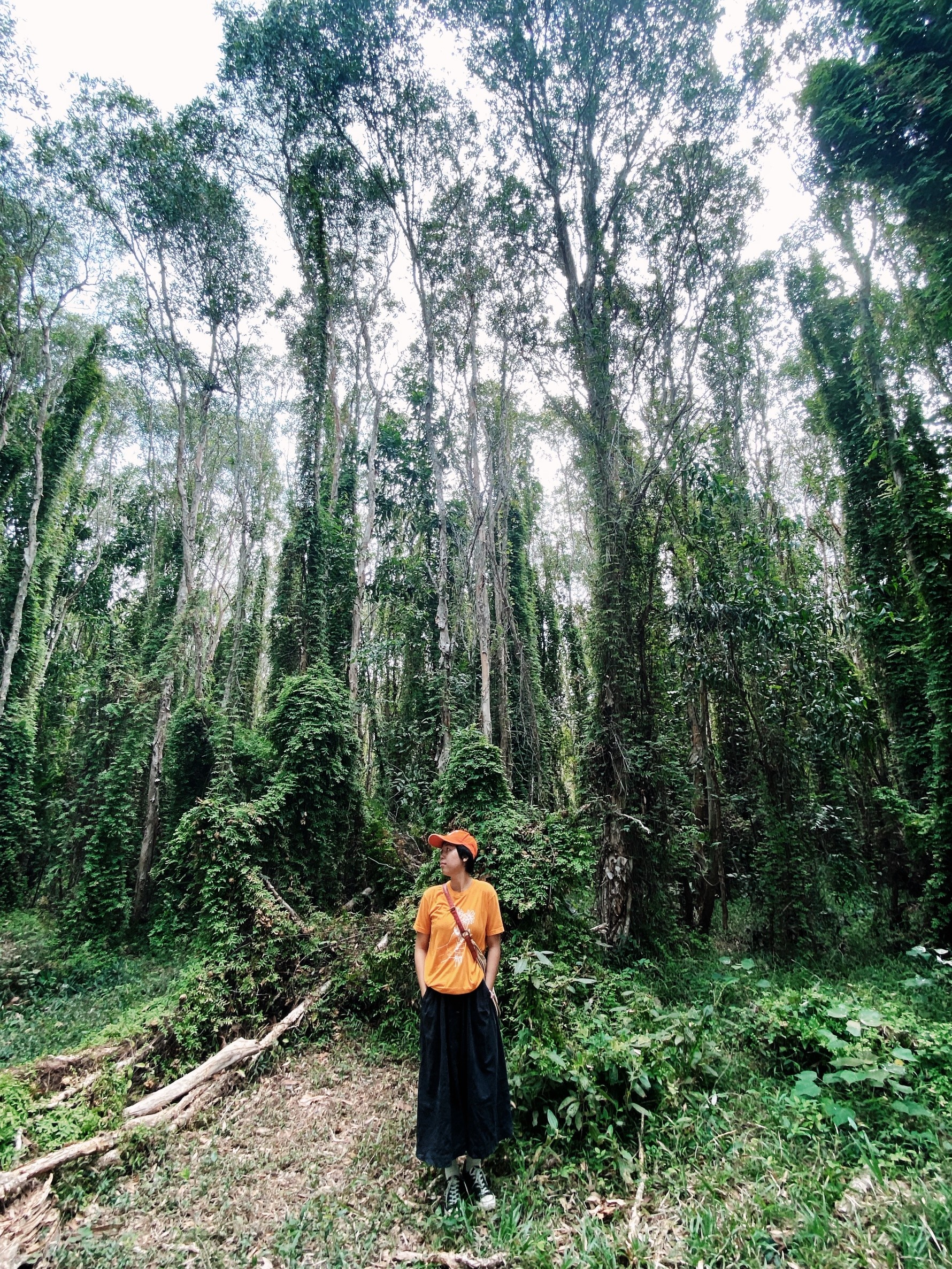 đỉnh Tầm Bồ ảnh 19 dinh Tam Bo anh 19