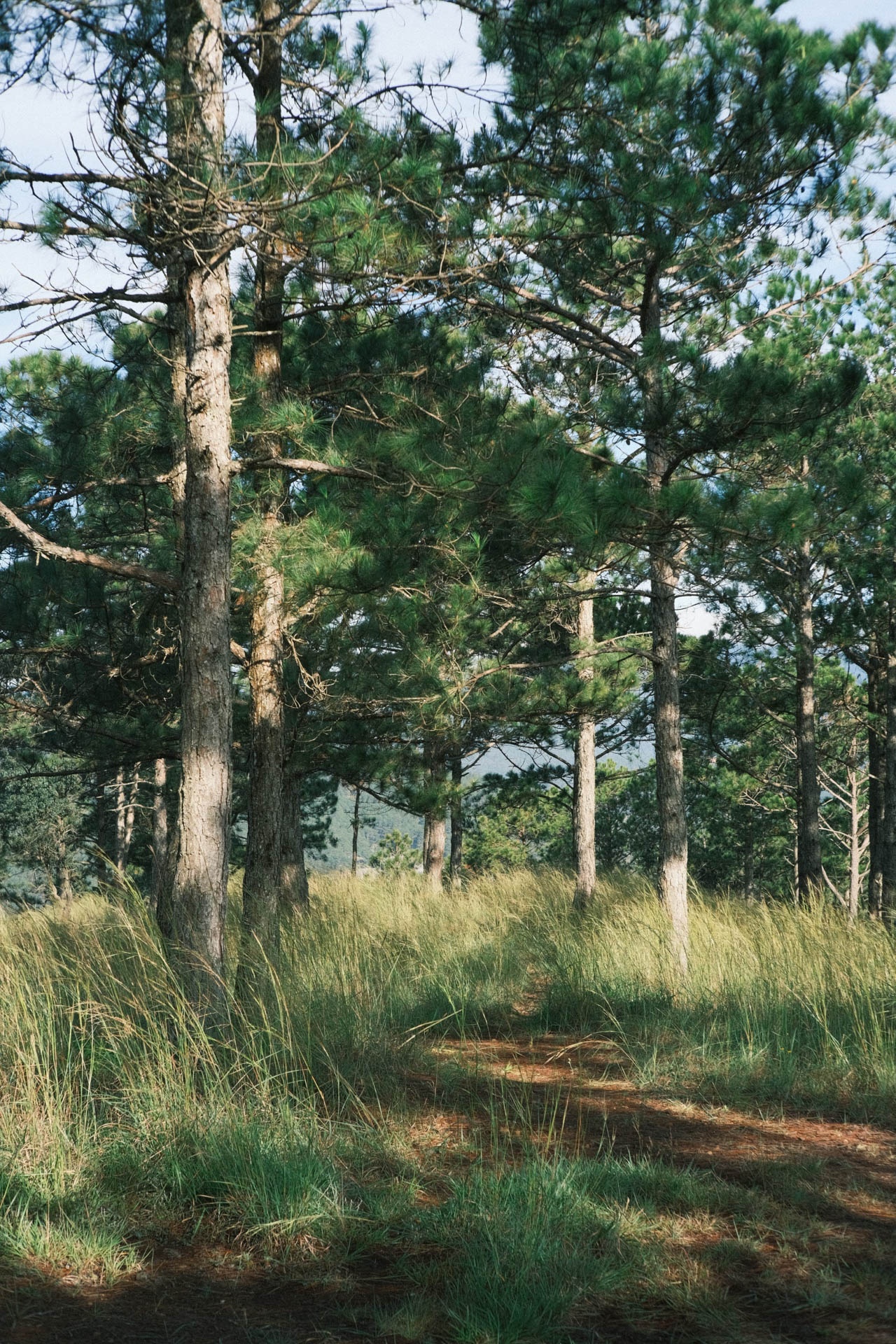 Cắm trại Đà Lạt ảnh 14 Cam trai Da Lat anh 14