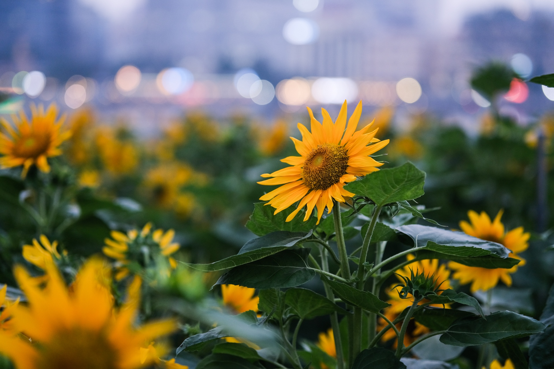 Cong vien bo song anh 5