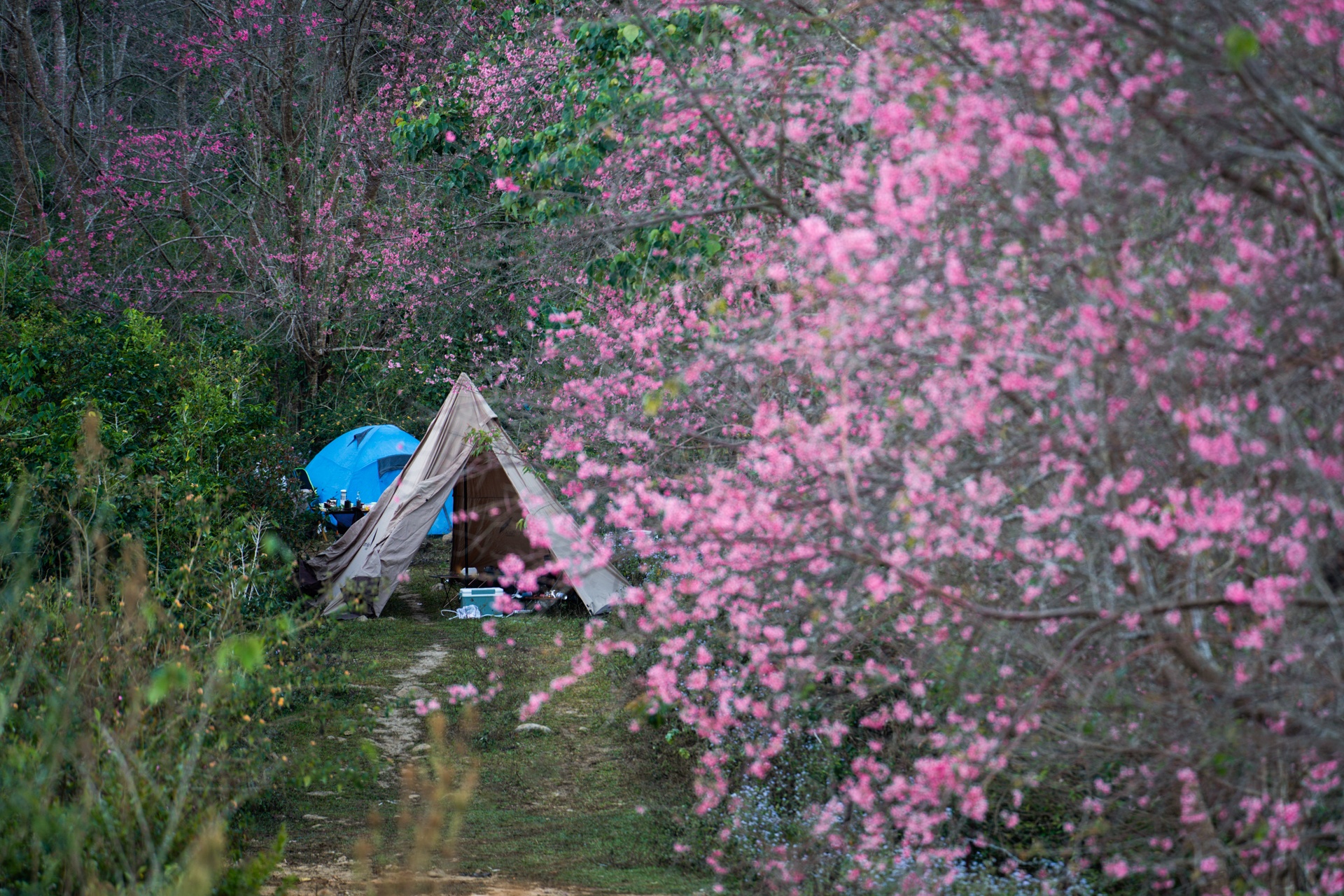 Mai anh dao Da Lat anh 7