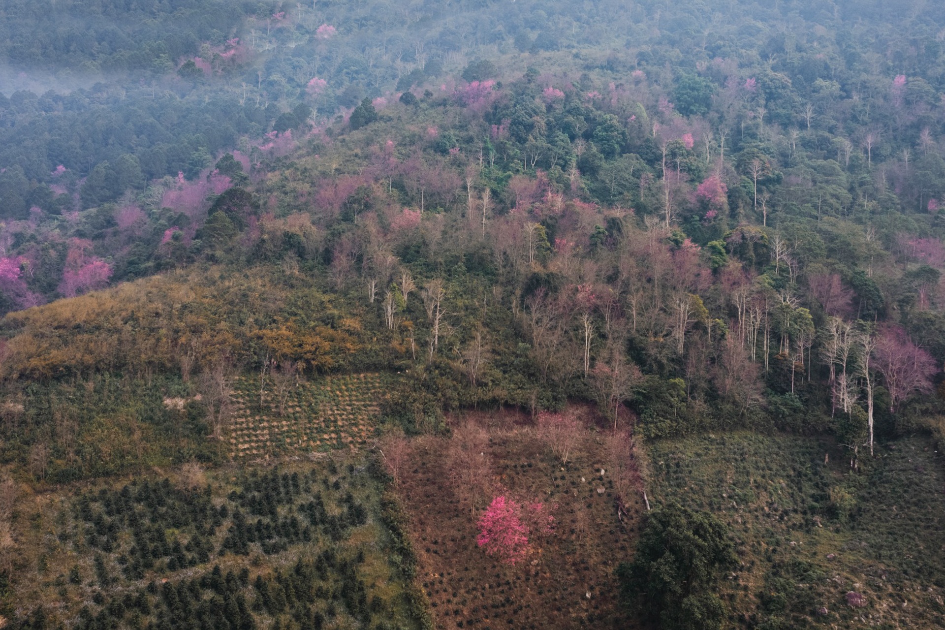 Mai anh dao Da Lat anh 2