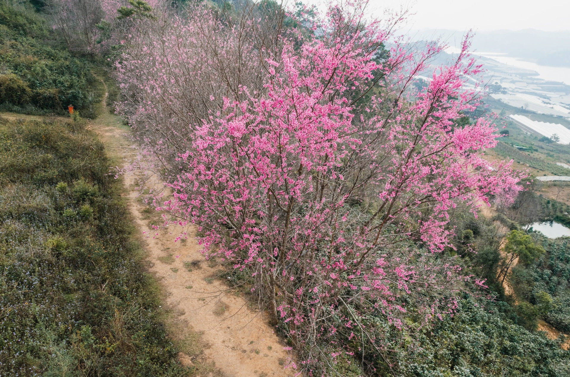 Mai anh dao Da Lat anh 10