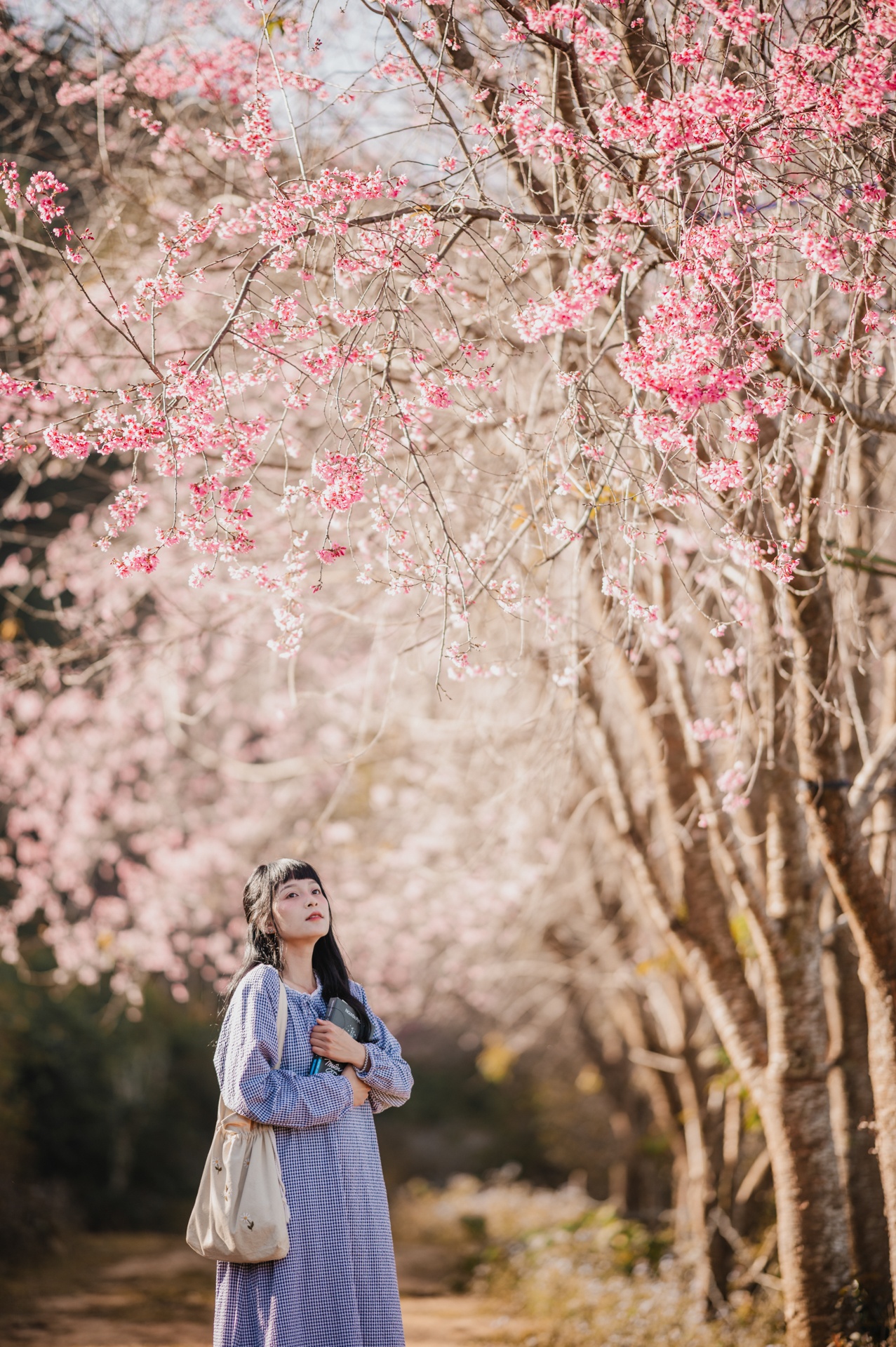 Mai anh dao Da Lat anh 5