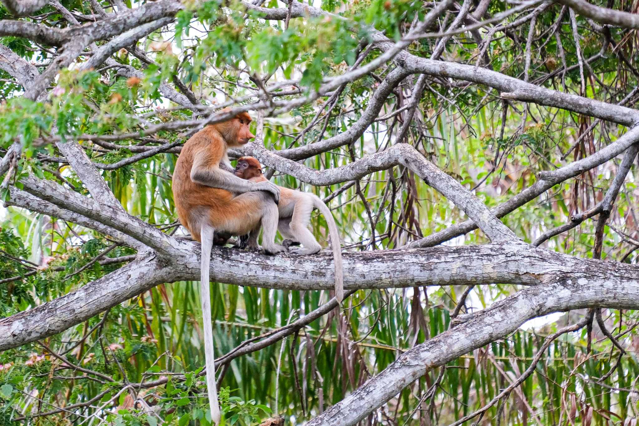 Khỉ mũi dài ảnh 3 Khi mui dai anh 3
